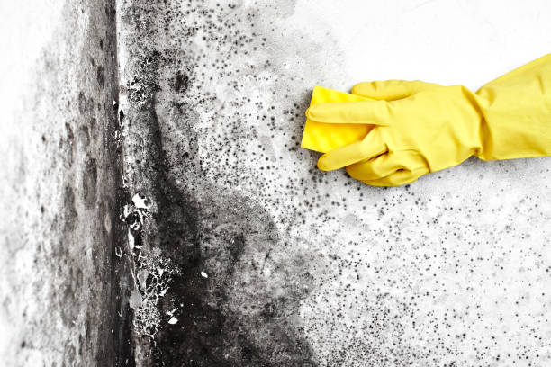 Best Commercial Mold Remediation in Treasure Island, FL