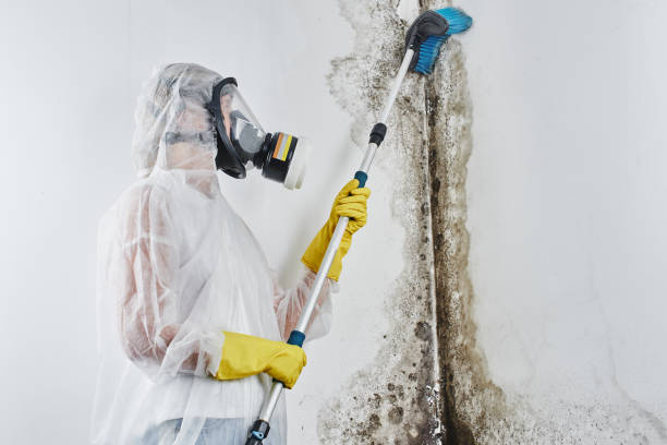 Best Kitchen Mold Remediation in Treasure Island, FL