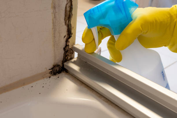 Best HVAC Mold Remediation in Treasure Island, FL