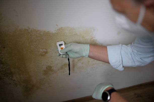 Best Insurance-Related Mold Remediation in Treasure Island, FL