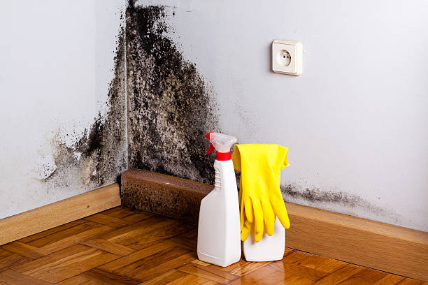 Treasure Island, FL Mold Remediation Company