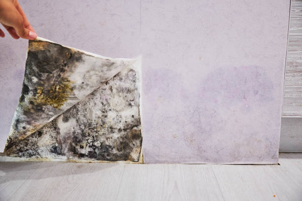 Best Localized Mold Remediation (e.g., coastal areas, humid climates) in Treasure Island, FL